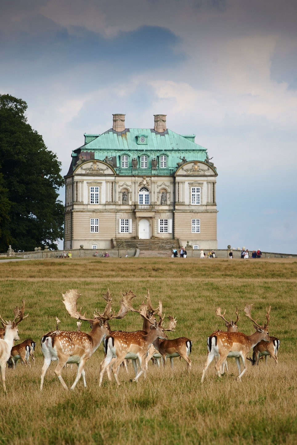 The Dyrehave (deer park) (picture by Peter Lassen at the Naturstyrelsen)